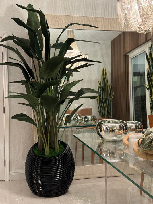 Bird of Paradise in Black Spiral Planter