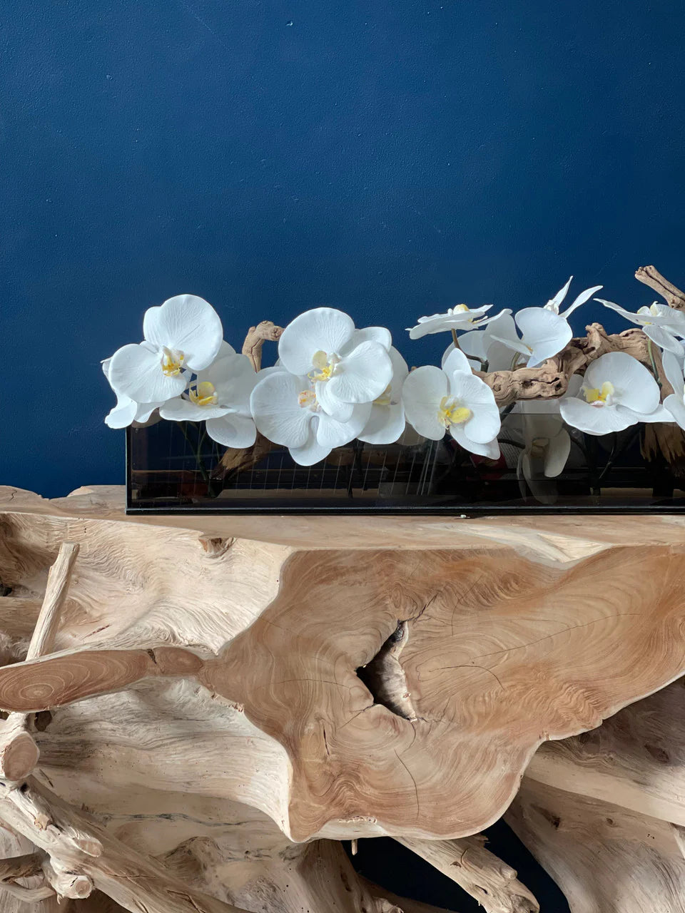 48″ Casa Moderna Black Tinted Glass Plate Planter with white Phalaenopsis orchids